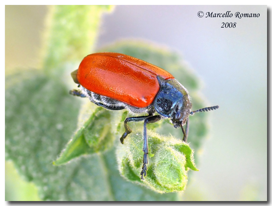 Lachnaia paradoxa in deposizione (Chrysomelidae)